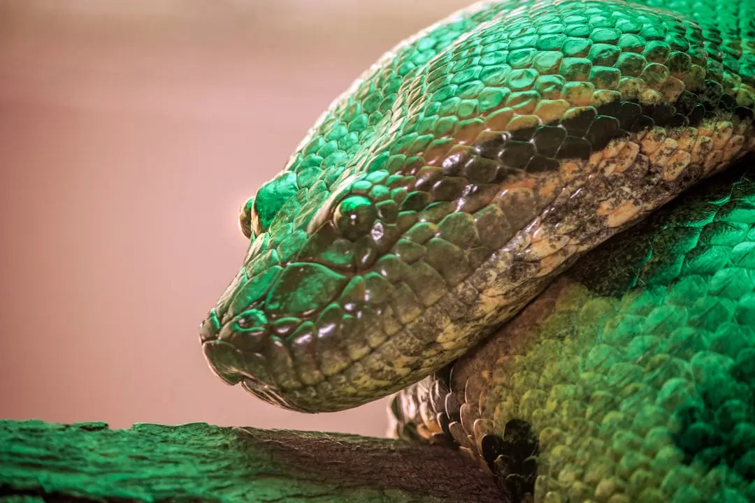 Green-Anaconda-Enclosure-Setup Talis Us