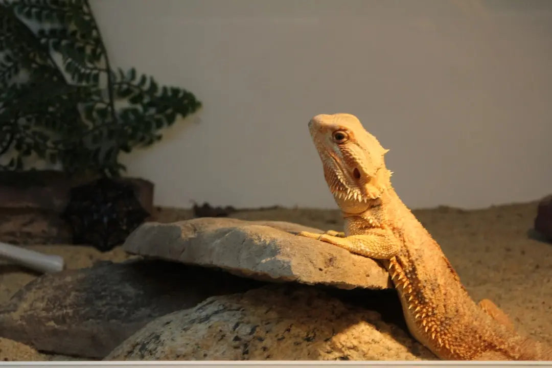 Innovative-Uses-for-Heating-Rocks-for-Reptile-Tank Talis Us