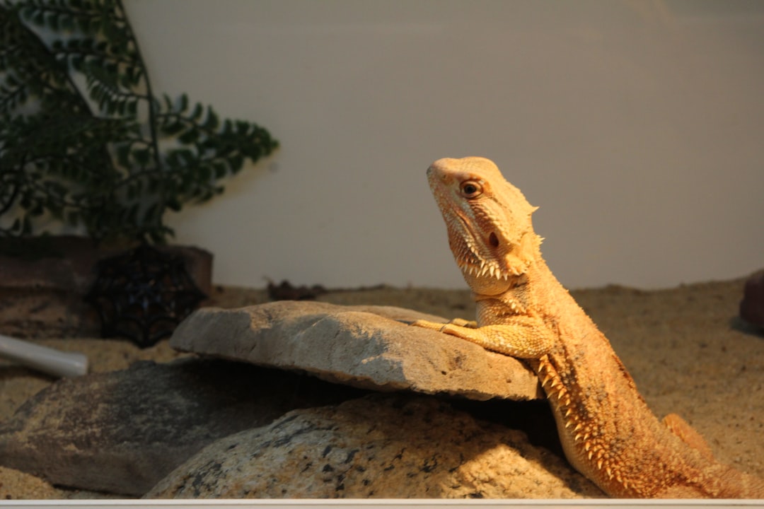 Essential Tips for Optimal Bearded Dragon Care: A Comprehensive Guide