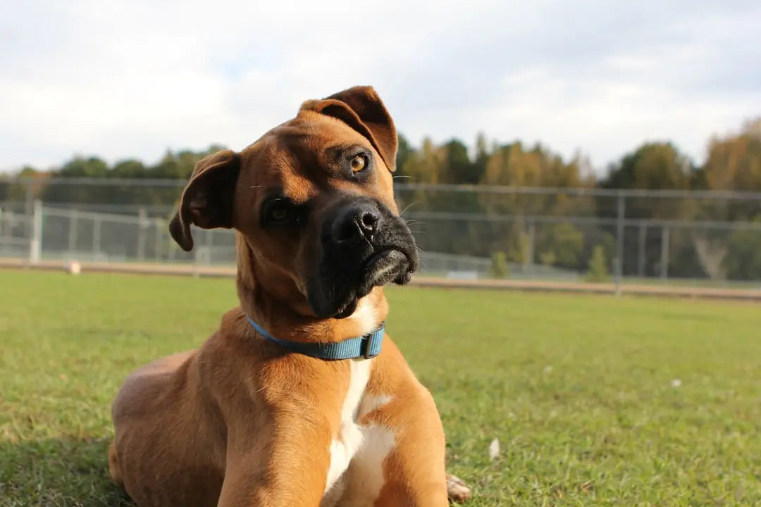 15-Bully-Dog-Toys-That-Will-Keep-Your-Dog-Busy Talis Us