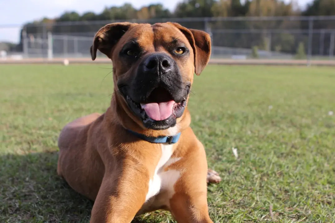 Voting-for-Talis-us-as-the-Best-Pet-Store-by-USA-today Talis Us