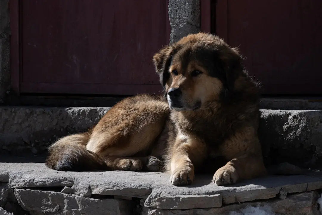 The-Lifestyle-of-Owners-of-Expensive-Dog-Breeds Talis Us