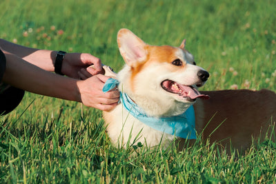 How to tie a bandana on a dog