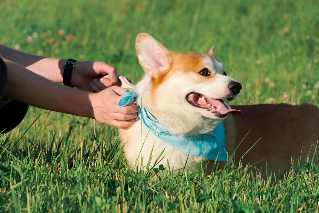 How to tie a bandana on a dog
