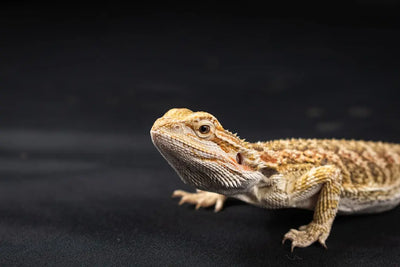 Understanding-Bearded-Dragon-Hibernation-Patterns Talis Us