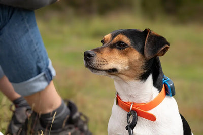 Choosing-the-Best-Dog-Boots-for-Winter Talis Us