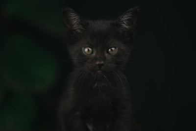 Purr-fect Black Cat Gift Ideas for Cat Lovers