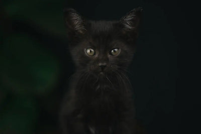 Purr-fect-Black-Cat-Gift-Ideas-for-Cat-Lovers Talis Us