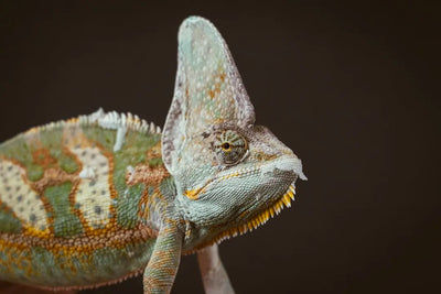 Explore-the-Unique-Temperament-of-Veiled-Chameleons-Today Talis Us