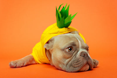 Is Pineapple Safe for Dogs to Eat?