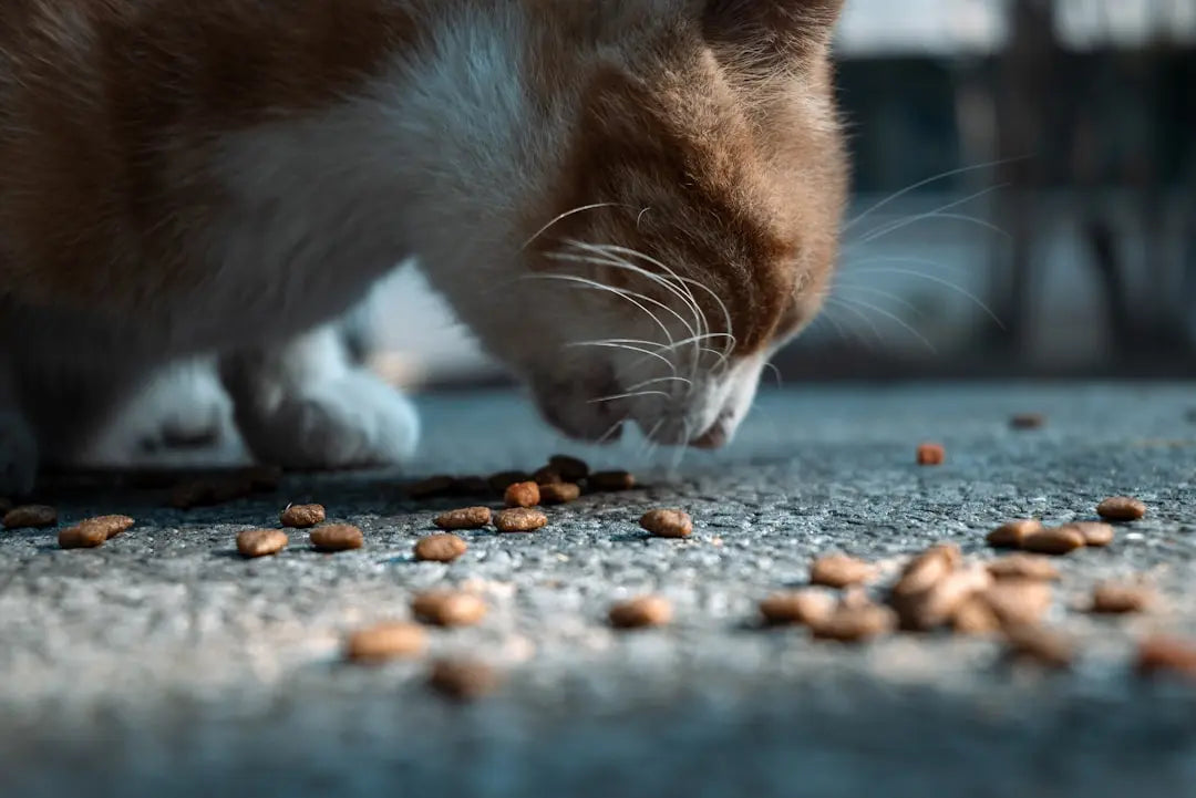 Exploring-The-Honest-Kitchen-s-Pet-Food-Philosophy Talis Us