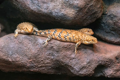 Essential-Reptile-Heating-Equipment-for-Optimal-Habitats Talis Us
