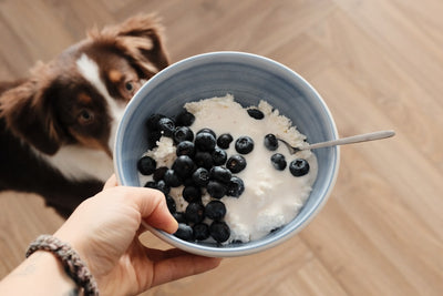 How can i ensure my dogs nutrition is top-notch