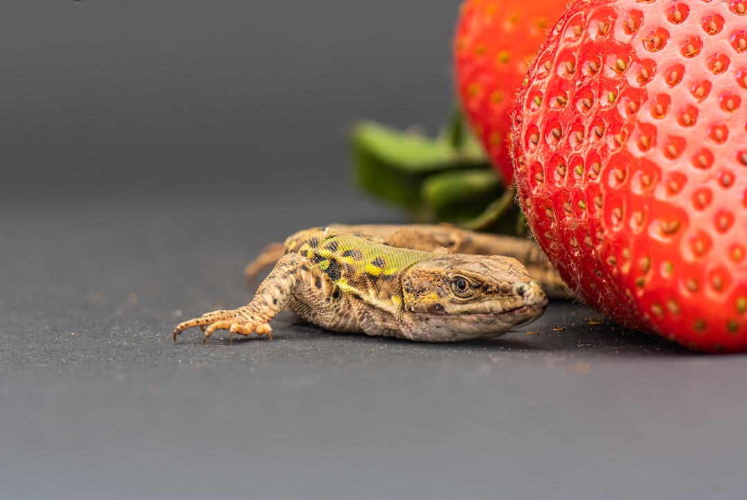 Top Brands for Nutritious Reptile Food and Essential Accessories