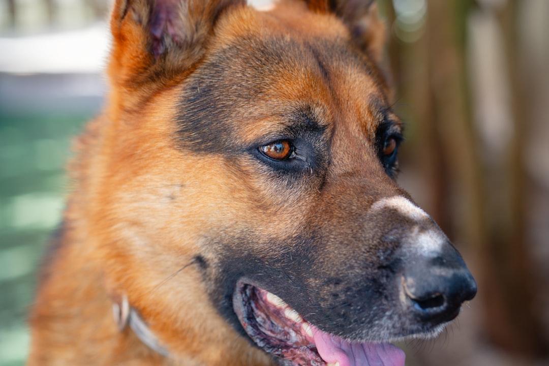 Where can I buy high-quality alligator dog treats?