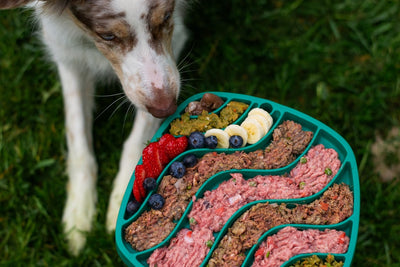 Dog Treats and Freeze-Dried Dog Food