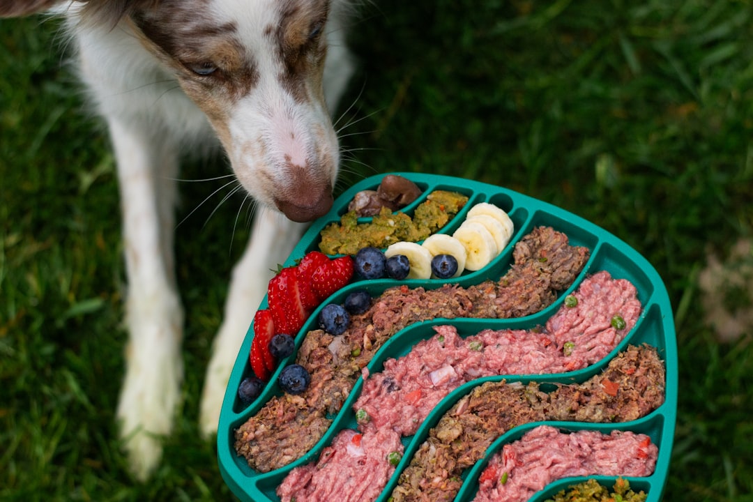 Dog Treats and Freeze-Dried Dog Food