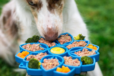 Understanding the Benefits of NutriSource Dog Food