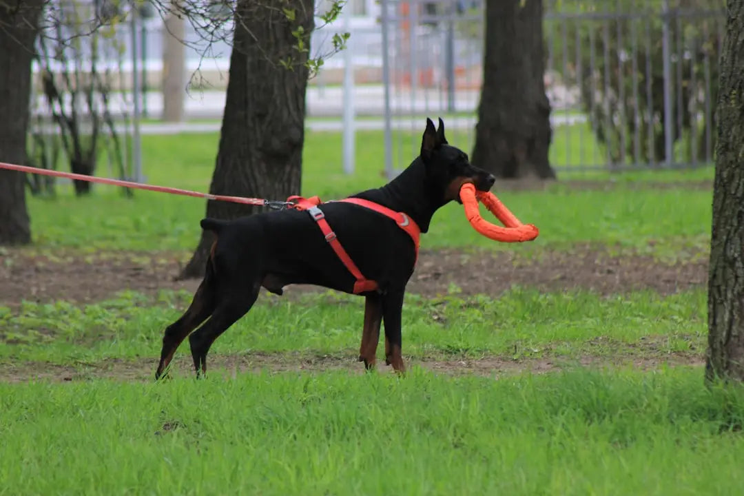 Discover-the-Nutritional-Benefits-of-Grain-Free-Wet-Dog-Food Talis Us
