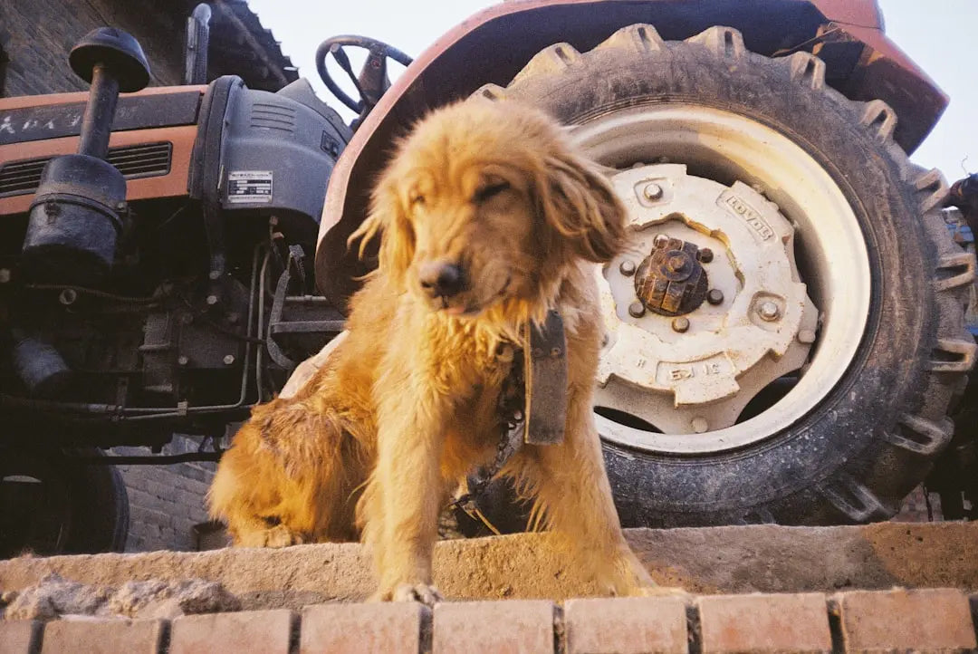 Are-dogs-allowed-in-tractor-supply Talis Us