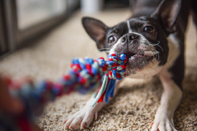 What is the hardest dog toy to destroy?