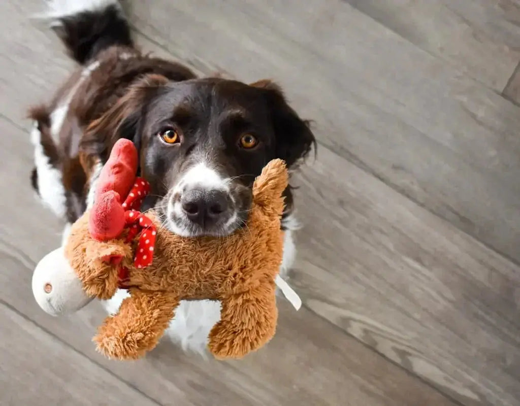 How Plush Squeaky Dog Toys Keep Dogs Entertained - Talis Us