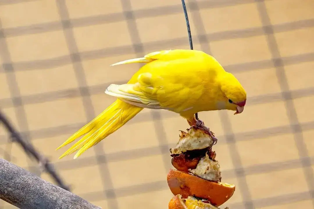 Premium bird food online - Talis Us