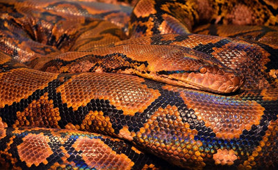 Preparing Frozen Mice for Your Snakes - Talis Us