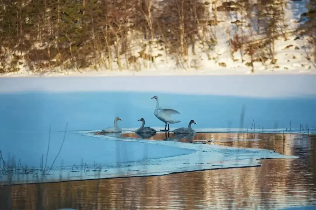 How to provide water for birds in winter - Talis Us