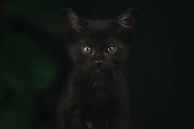 Purr-fect Black Cat Gift Ideas for Cat Lovers - Talis Us