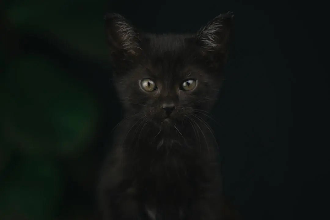 Purr-fect Black Cat Gift Ideas for Cat Lovers - Talis Us