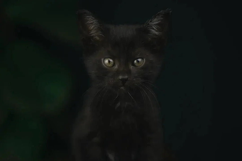 Purr-fect Black Cat Gift Ideas for Cat Lovers - Talis Us