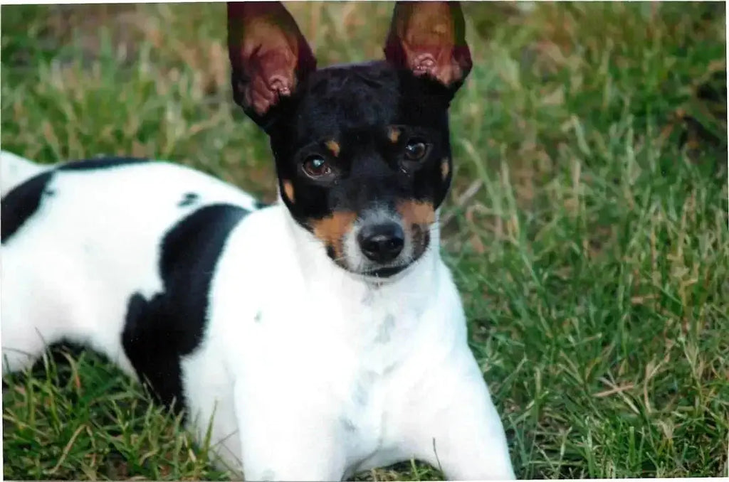 What does a Rat terrier dog look like - Talis Us