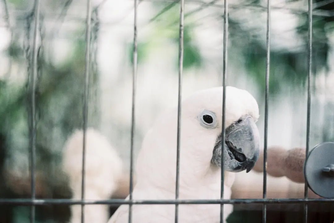 Recommended Welded Aviary Mesh thicknesses for the different species of birds - Talis Us