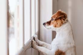 Reducing Separation Anxiety in Dogs