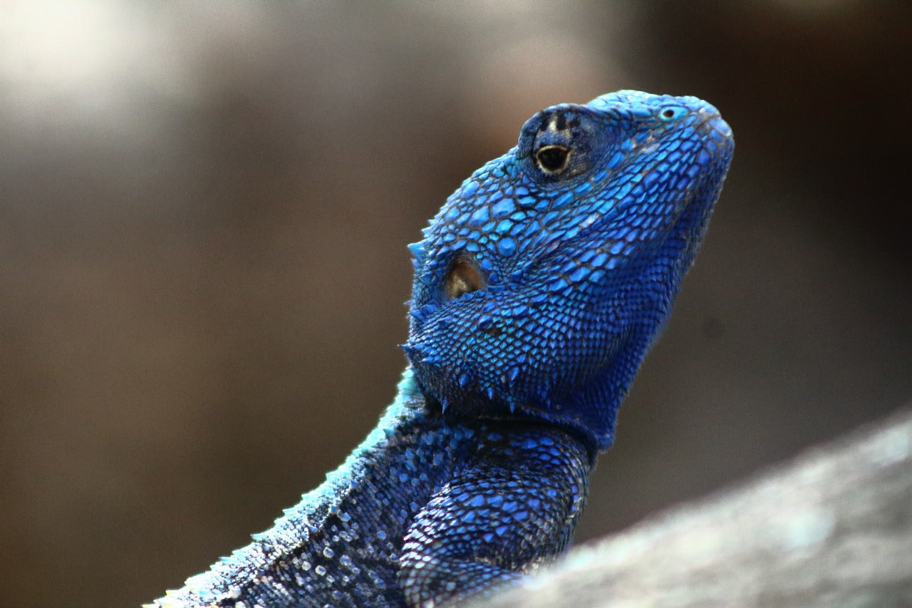 Essential Reptile Supplies for Your Cold-Blooded Pets