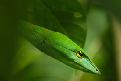 Reptile Expo: A Showcase of Exotic Reptiles - Talis Us