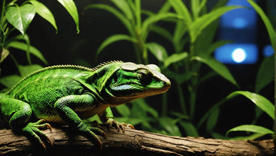 Reptile Heat and Lights - Talis Us