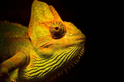 Reptile Lights Hoods Fixtures - Talis Us