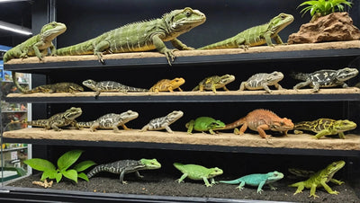 Reptile Shop Near Me - Talis Us
