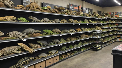 Reptile Supply Store Near Me - Talis Us