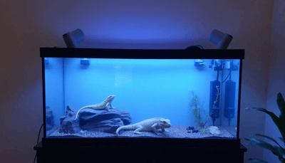 Review of Reptile Heat Lamps and Lighting: Best Accessories for Reptile Habitats - Talis Us