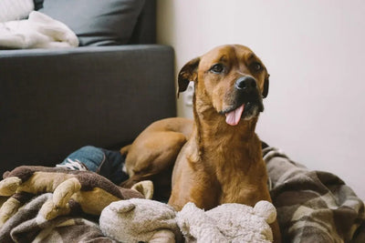 Senior dog food for sensitive stomach - Talis Us