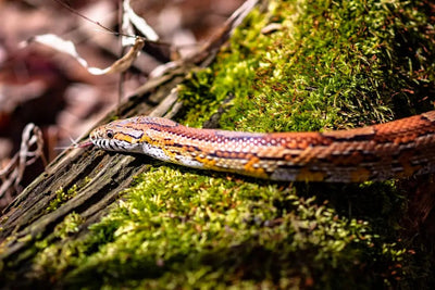 Setting Up the Perfect Corn Snake Aquarium - Talis Us