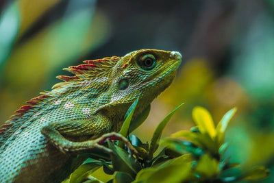 Shedding Light on the Importance of Proper Lighting for Lizards - Talis Us