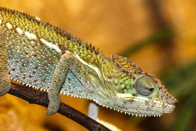 Shedding Light on UVB: Why it's Important for Reptiles - Talis Us
