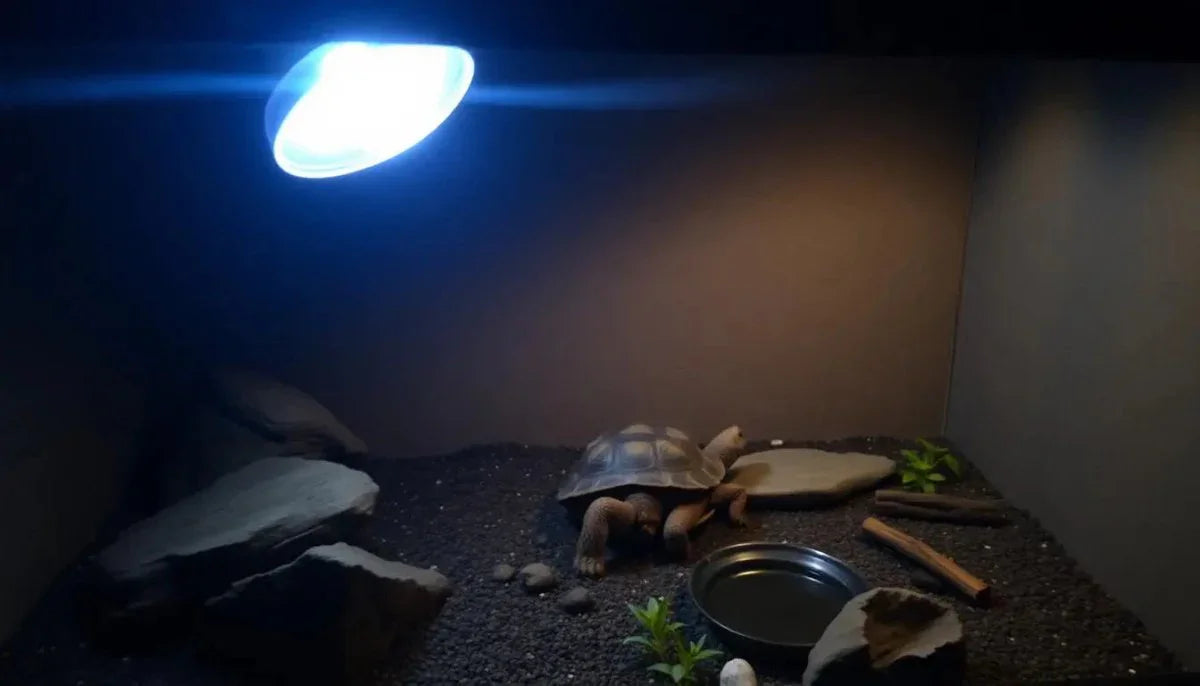 Should I Turn My Tortoise Light Off at Night? - Talis Us