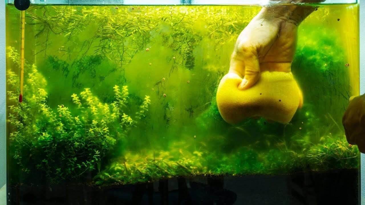 Simple And Effective Solutions For Aquarium Algae