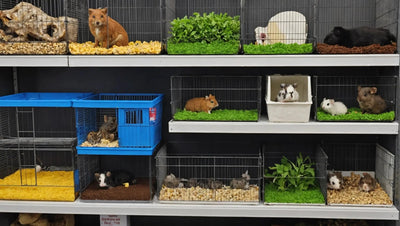 Small Animals at Talis-us pet store - Talis Us