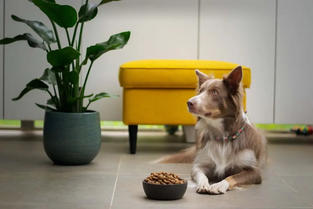 Solving Skin Issues with the Right Dog Food - Talis Us